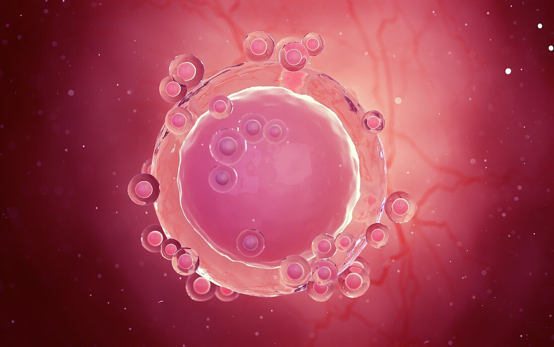 Human egg cell, illustration