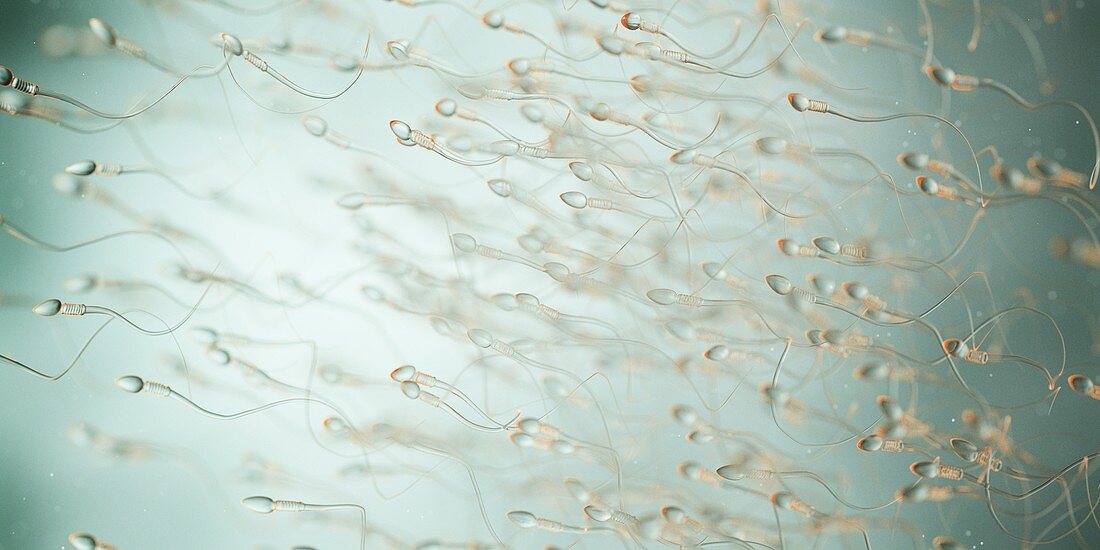 Human sperm, illustration