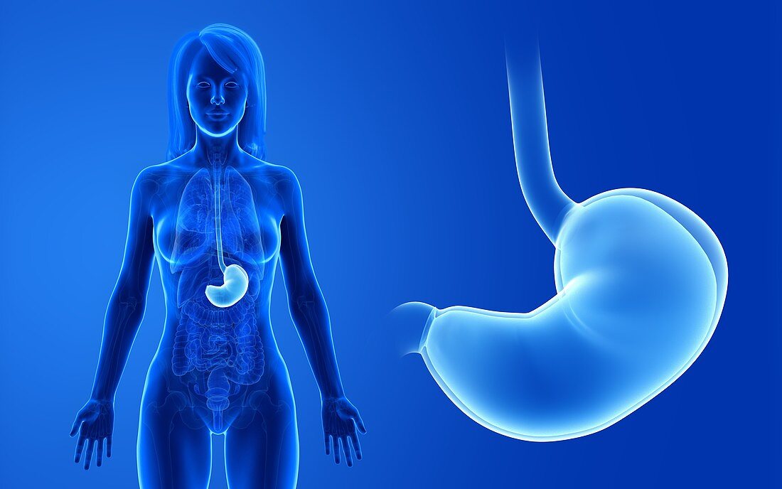 Female stomach, illustration
