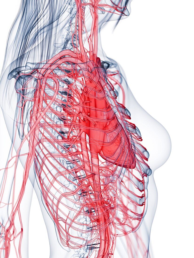 Healthy female vascular system, illustration