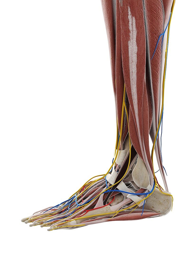 Anatomy of the foot, illustration