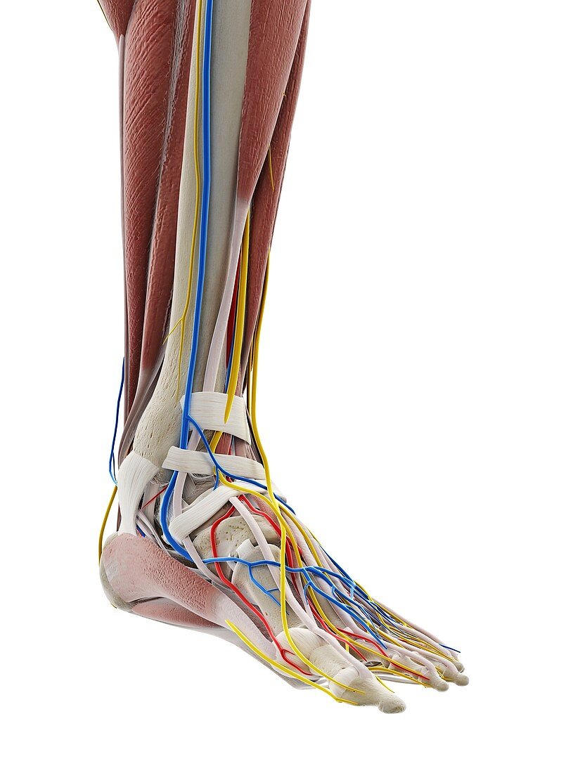 Anatomy of the foot, illustration