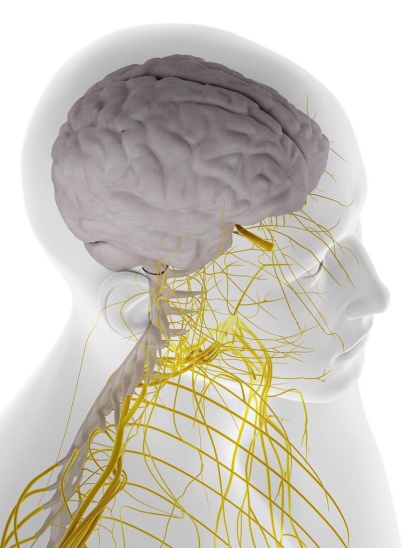 Dura mater of the brain, illustration