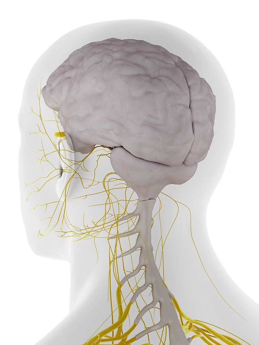 Dura mater of the brain, illustration