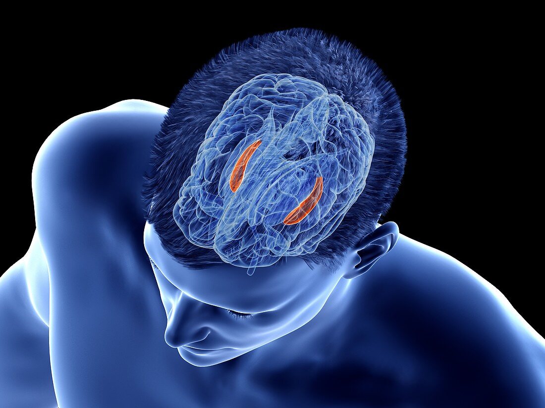 Hippocampus of the brain, illustration
