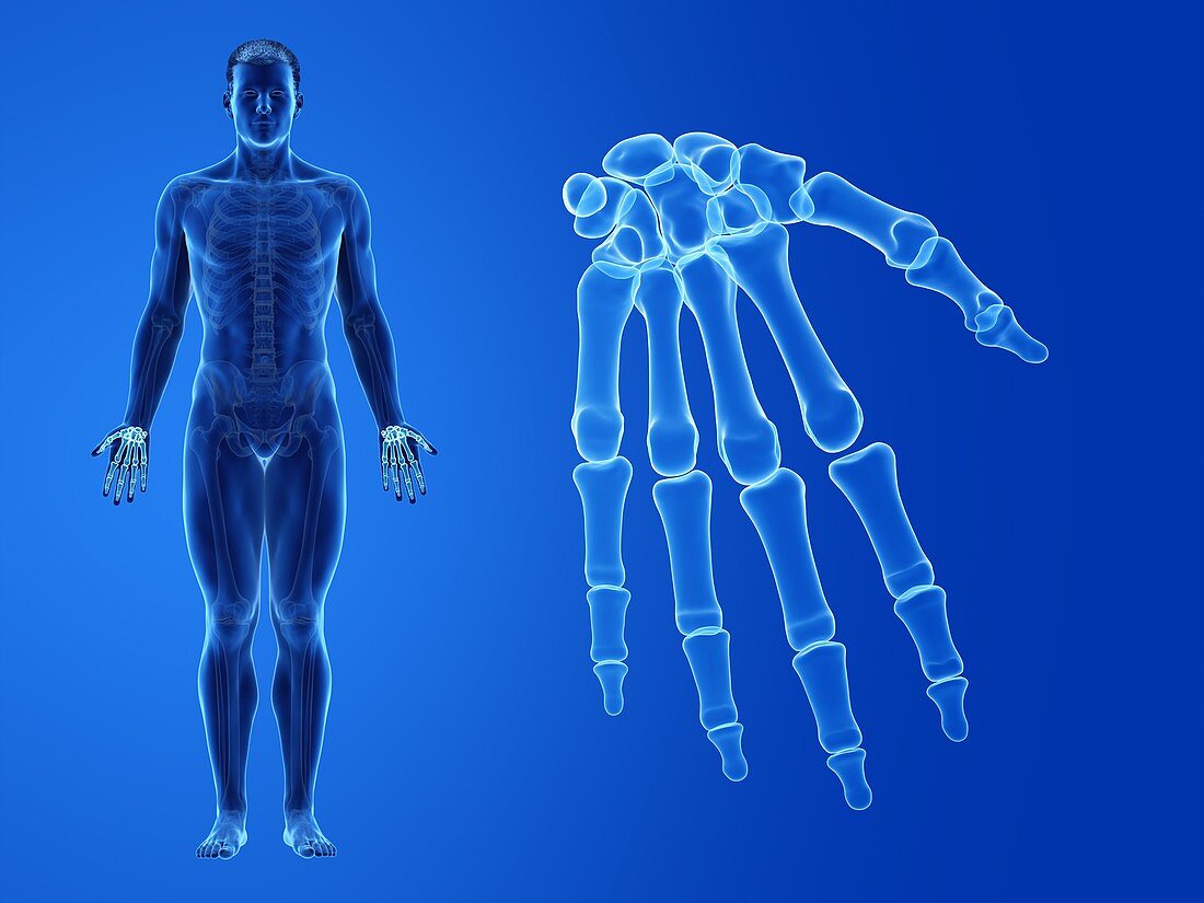 Human hand bones, illustration