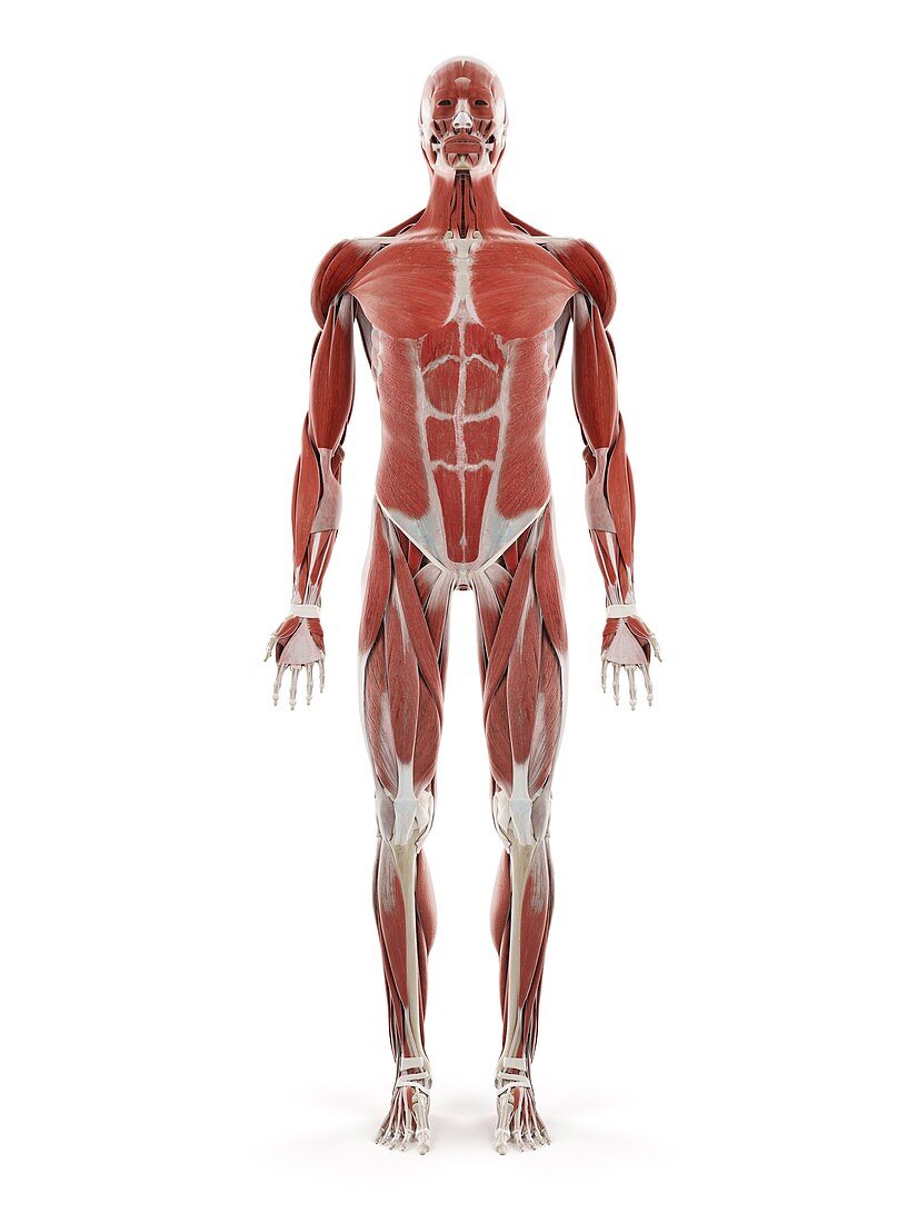 Human muscle system, illustration