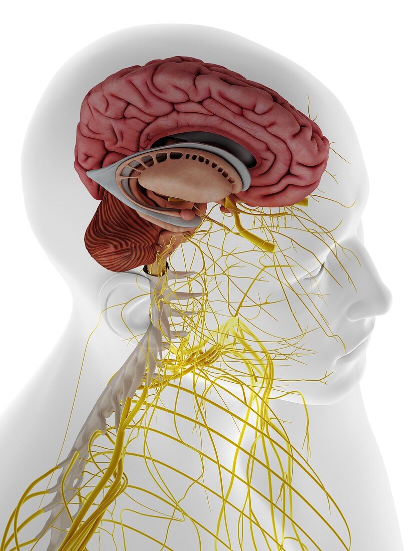 Internal brain anatomy, illustration