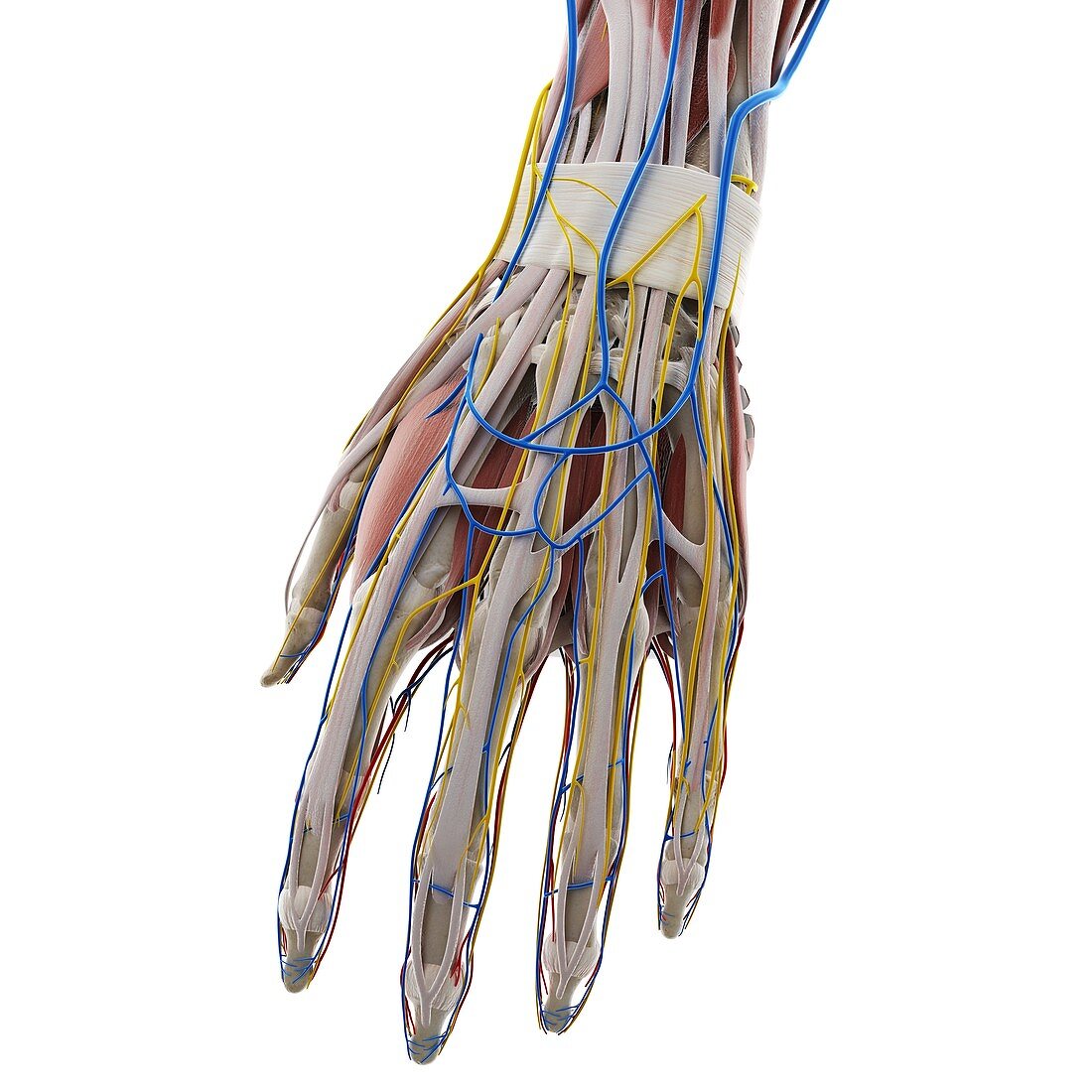 Anatomy of the hand, illustration