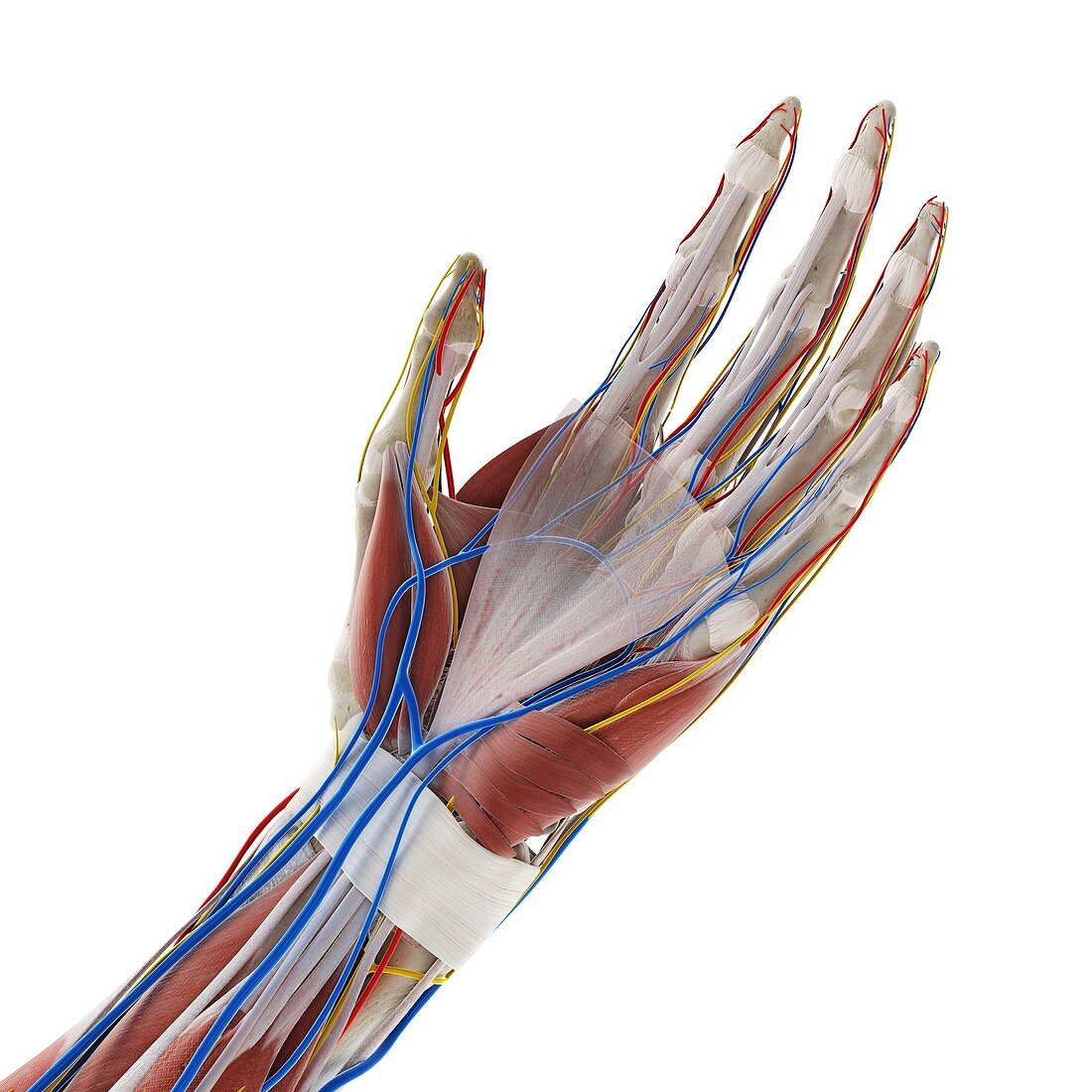 Anatomy of the hand, illustration