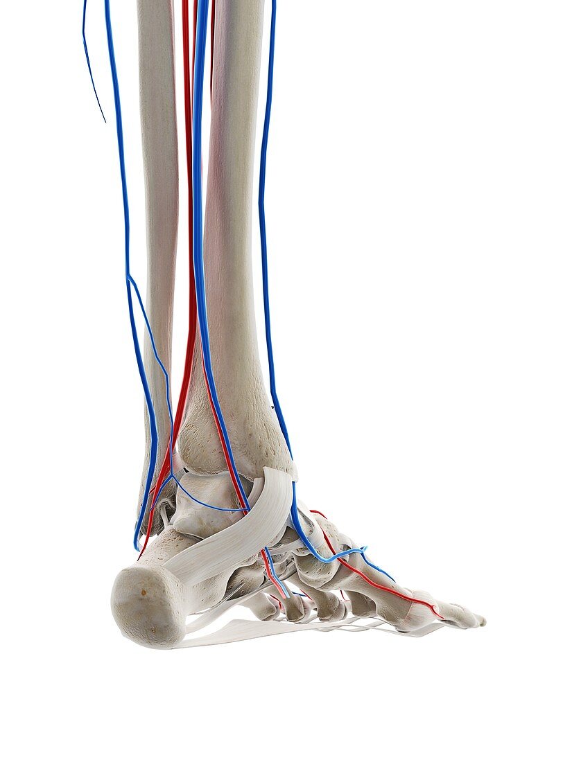 Blood vessels of the foot, illustration