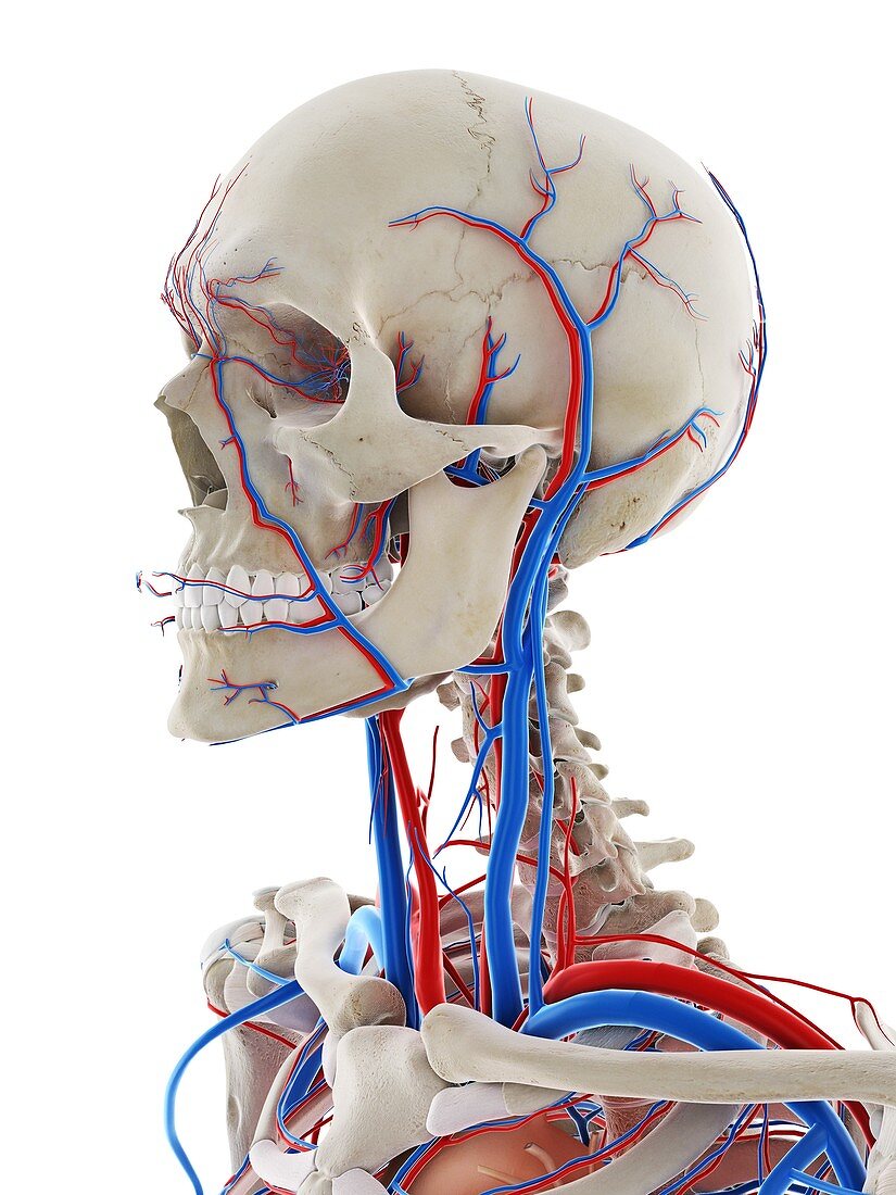 Blood vessels of the head, illustration