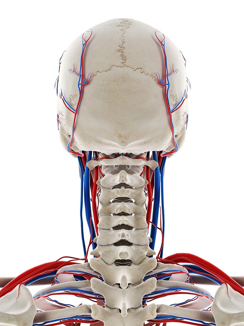 Blood vessels of the head, illustration