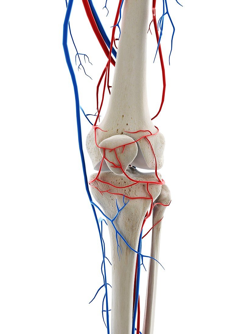 Blood vessels of the knee, illustration