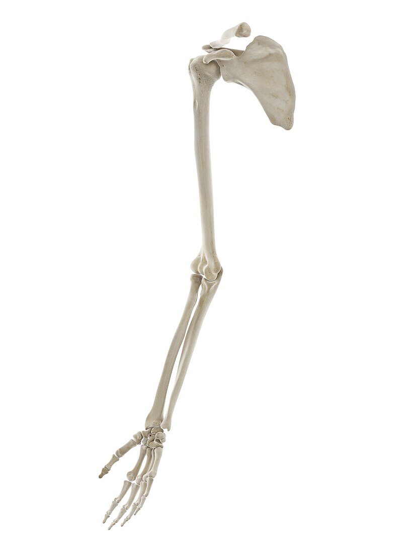Bones of the arm, illustration