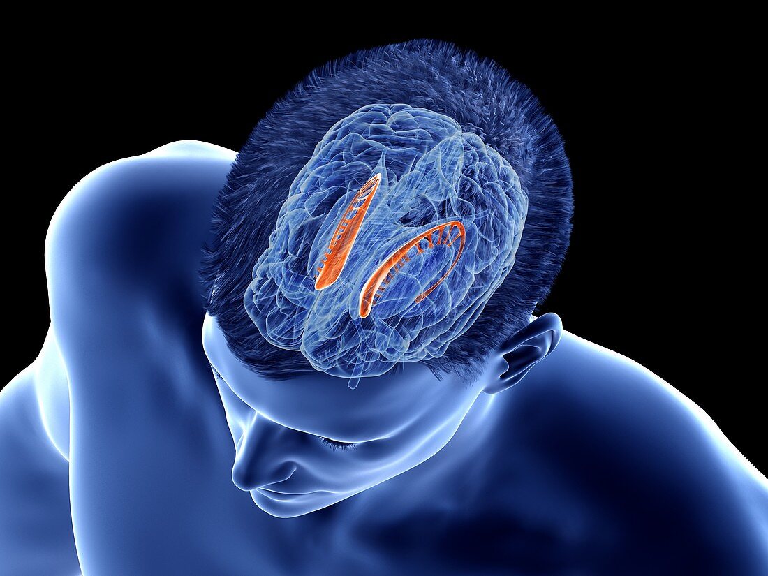 Caudate nucleus of the brain, illustration