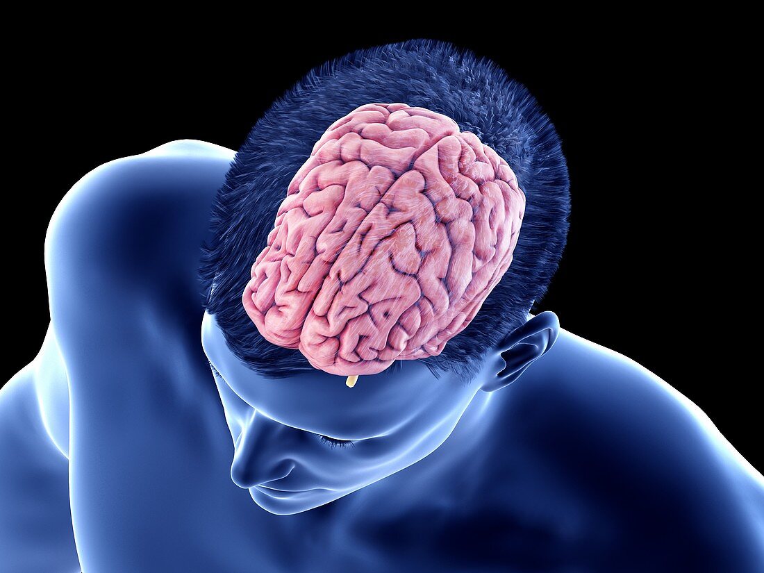 Cortex of the brain, illustration