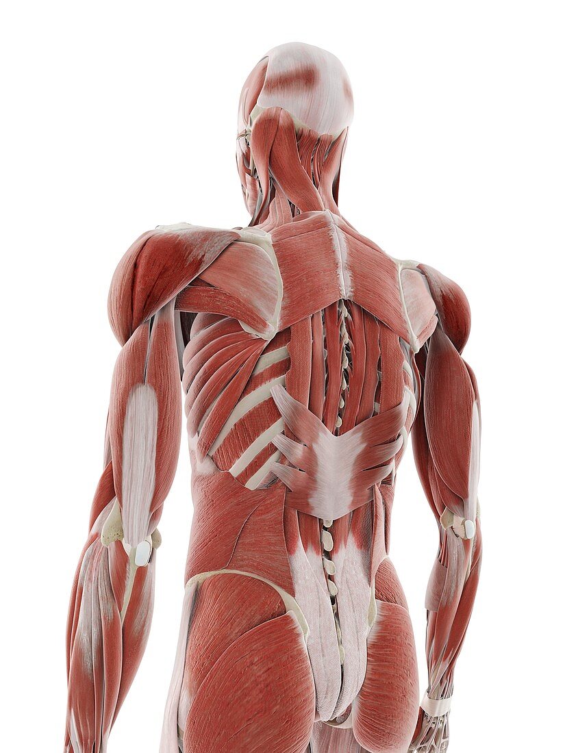 Deep back muscles, illustration