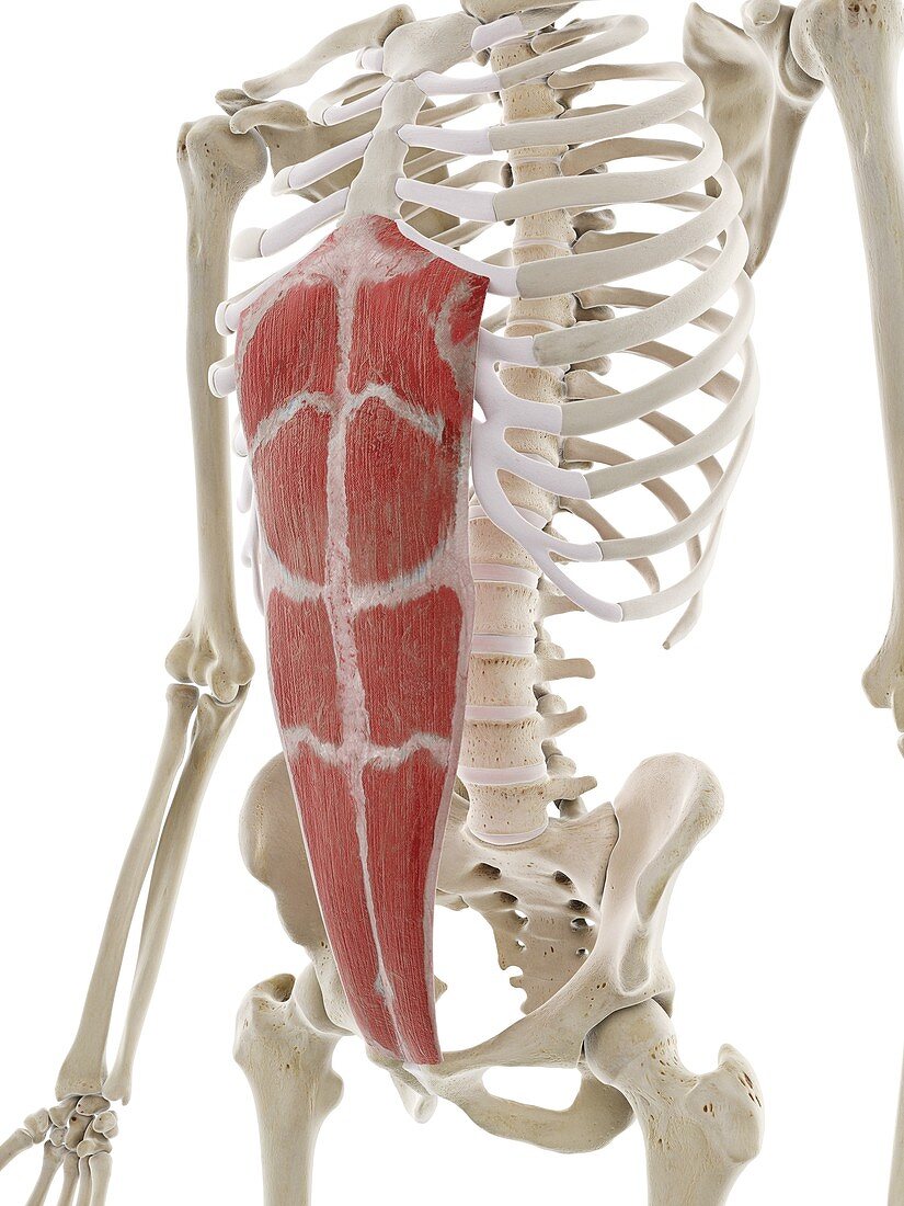 Rectus abdominis muscle, illustration