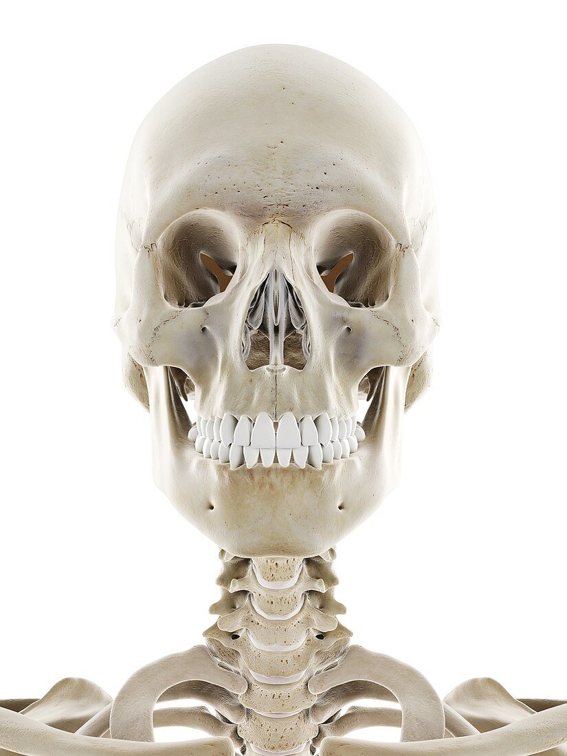 Skeletal head, illustration