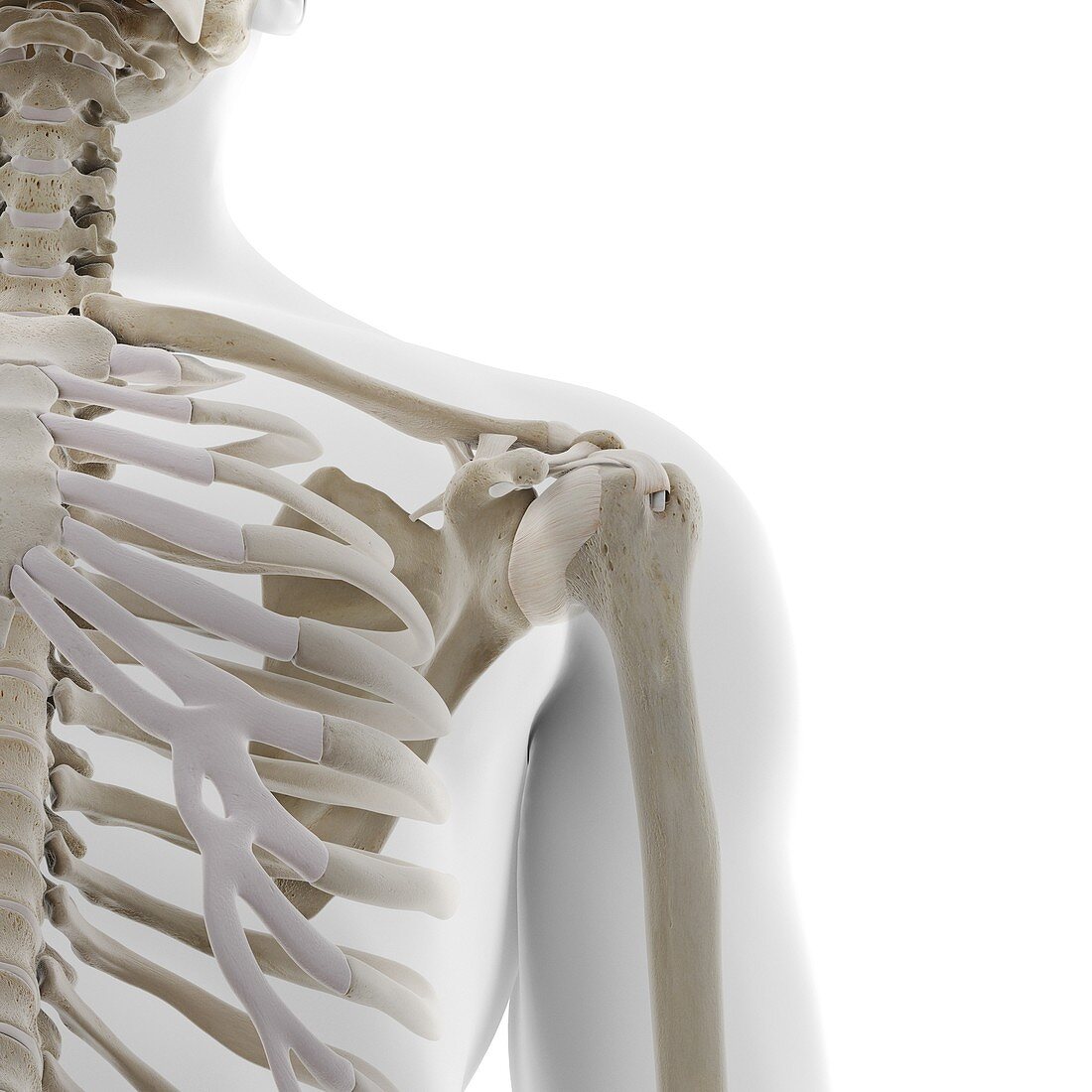 Skeletal shoulder, illustration