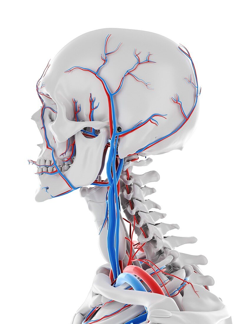 Vascular system of the brain, illustration