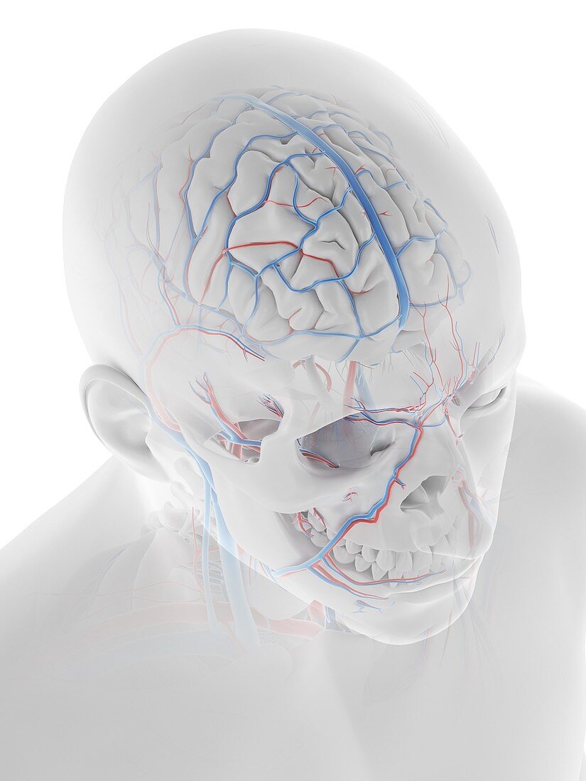 Vascular system of the human head and brain, illustration