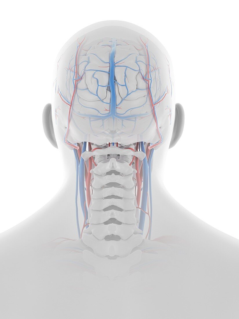 Vascular system of the human head and brain, illustration