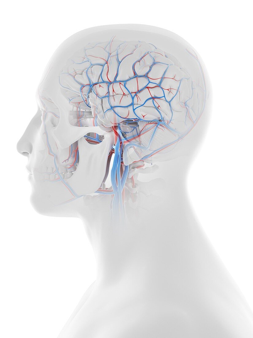 Vascular system of the human head and brain, illustration