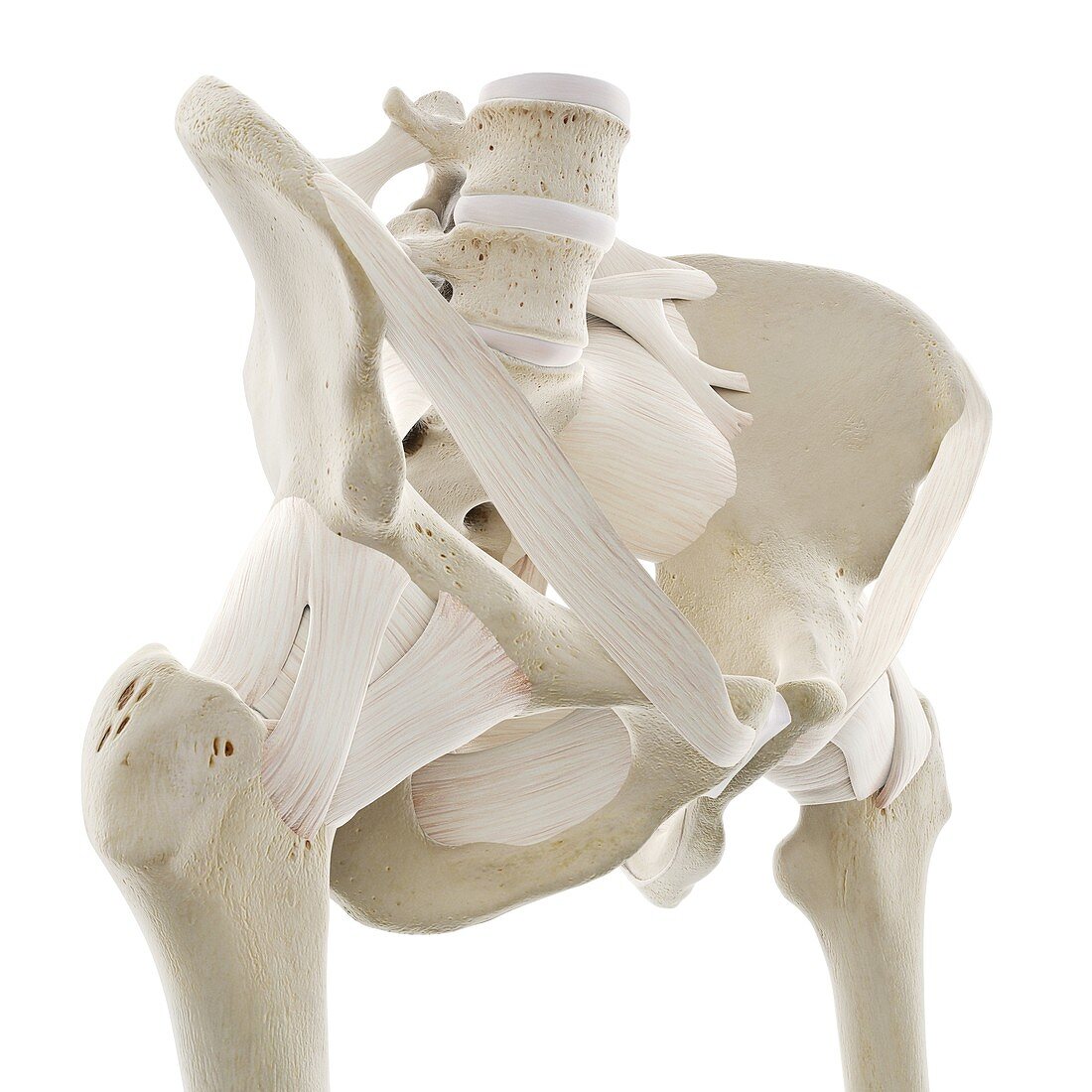Ligaments of the hip, illustration