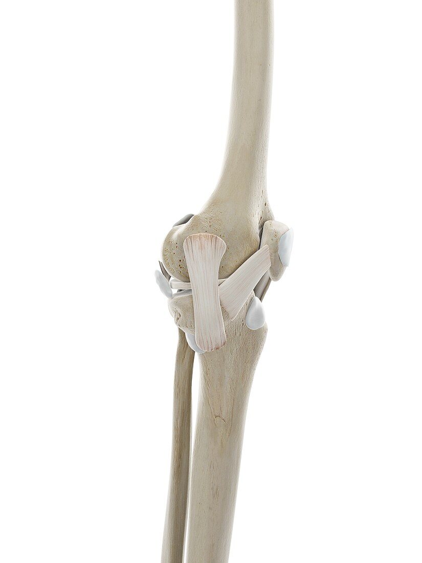 Ligaments of the knee, illustration