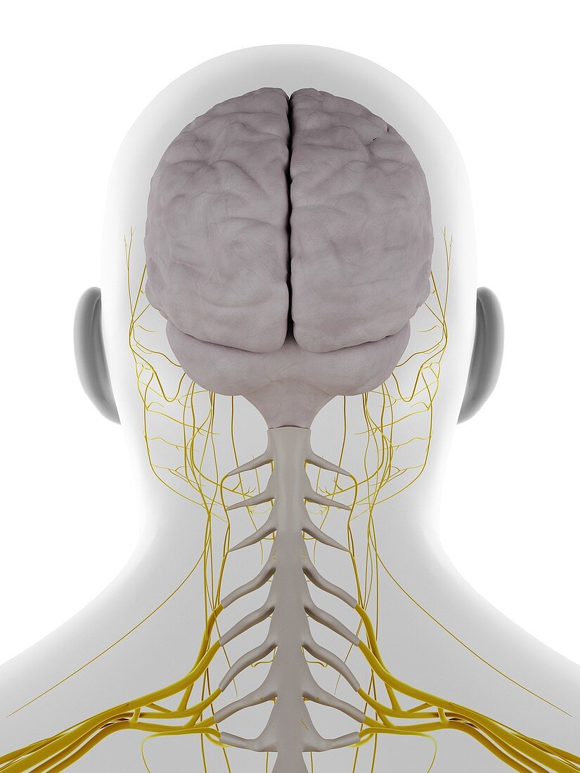 Male head and neck nerves, illustration
