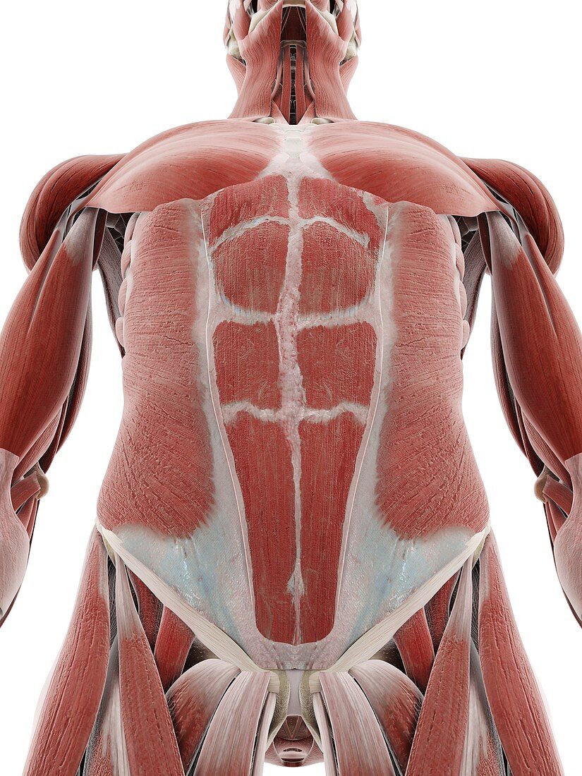 Muscular abdomen, illustration