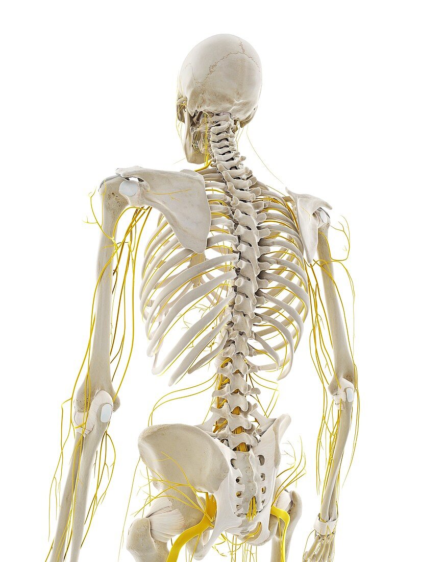 Nerves of the back, illustration
