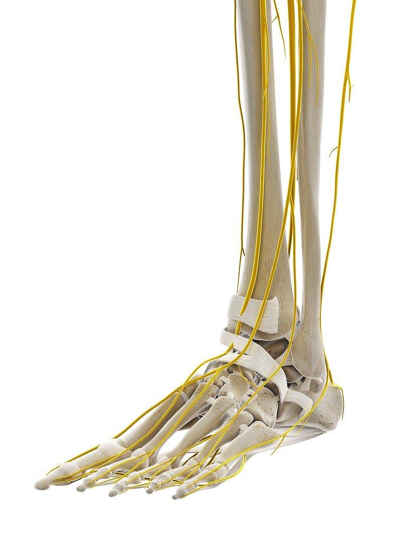 Nerves of the foot, illustration