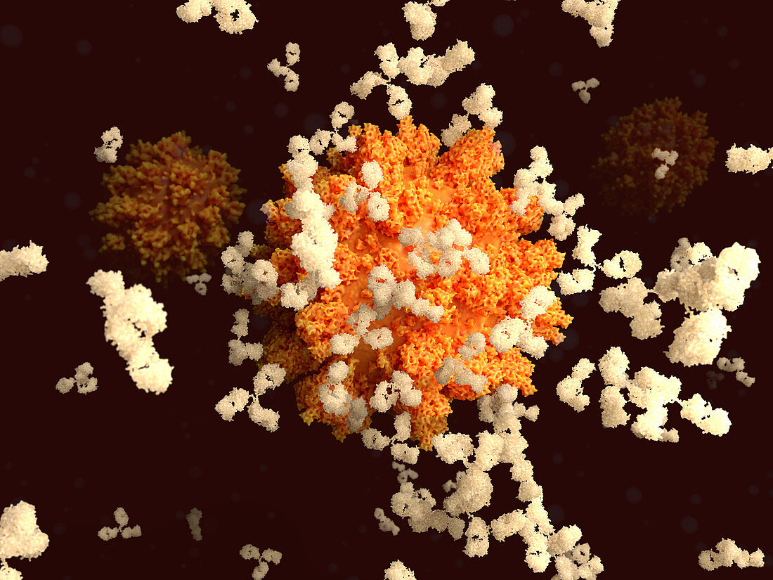 Antibodies responding to covid-19 coronavirus, illustration