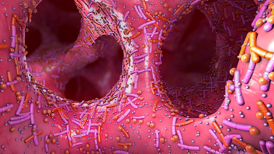 Human digestive system microbiota, illustration