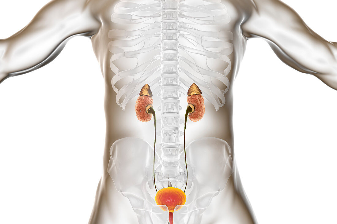 Chronic kidney disease, illustration