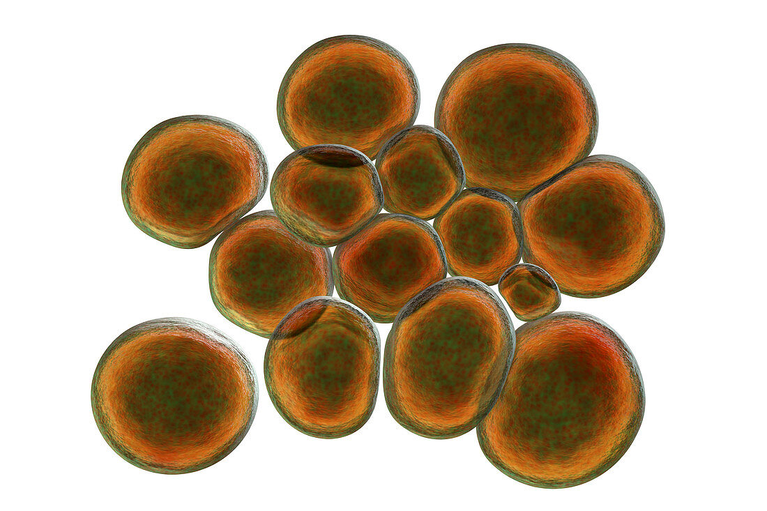 Ureaplasma urealyticum bacteria, illustration