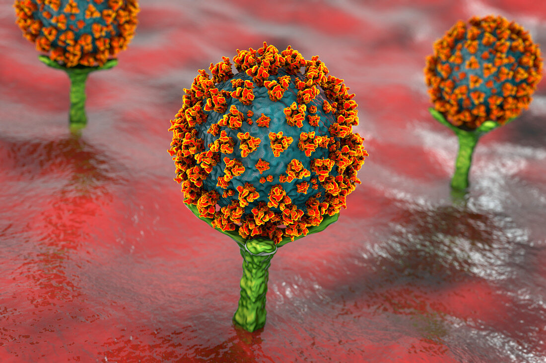 Covid-19 coronavirus binding to human cell, illustration