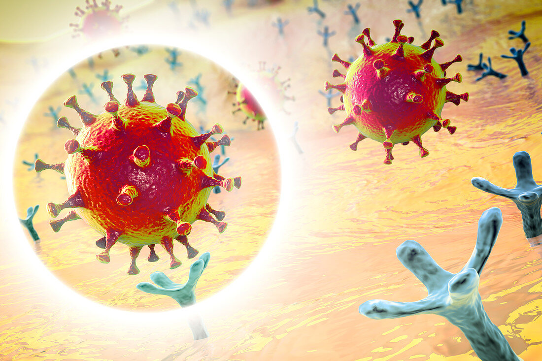 Covid-19 coronavirus binding to human cell, illustration