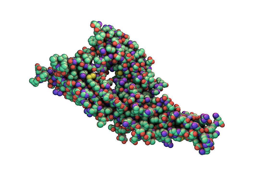 Hantavirus glycoprotein Gc, molecular model