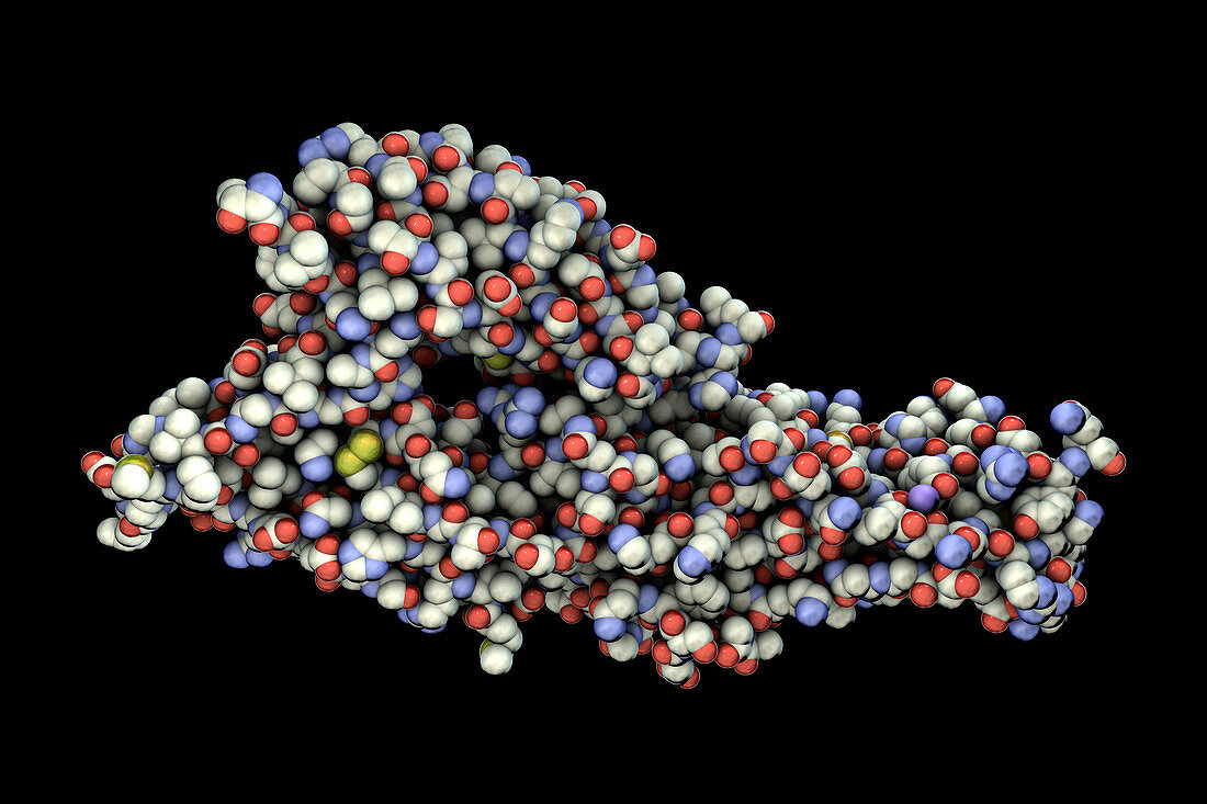 Hantavirus glycoprotein Gc, molecular model