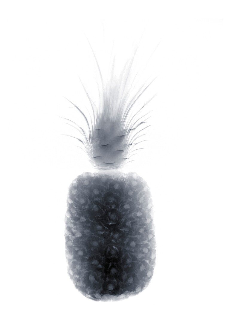 Pineapple, X-ray
