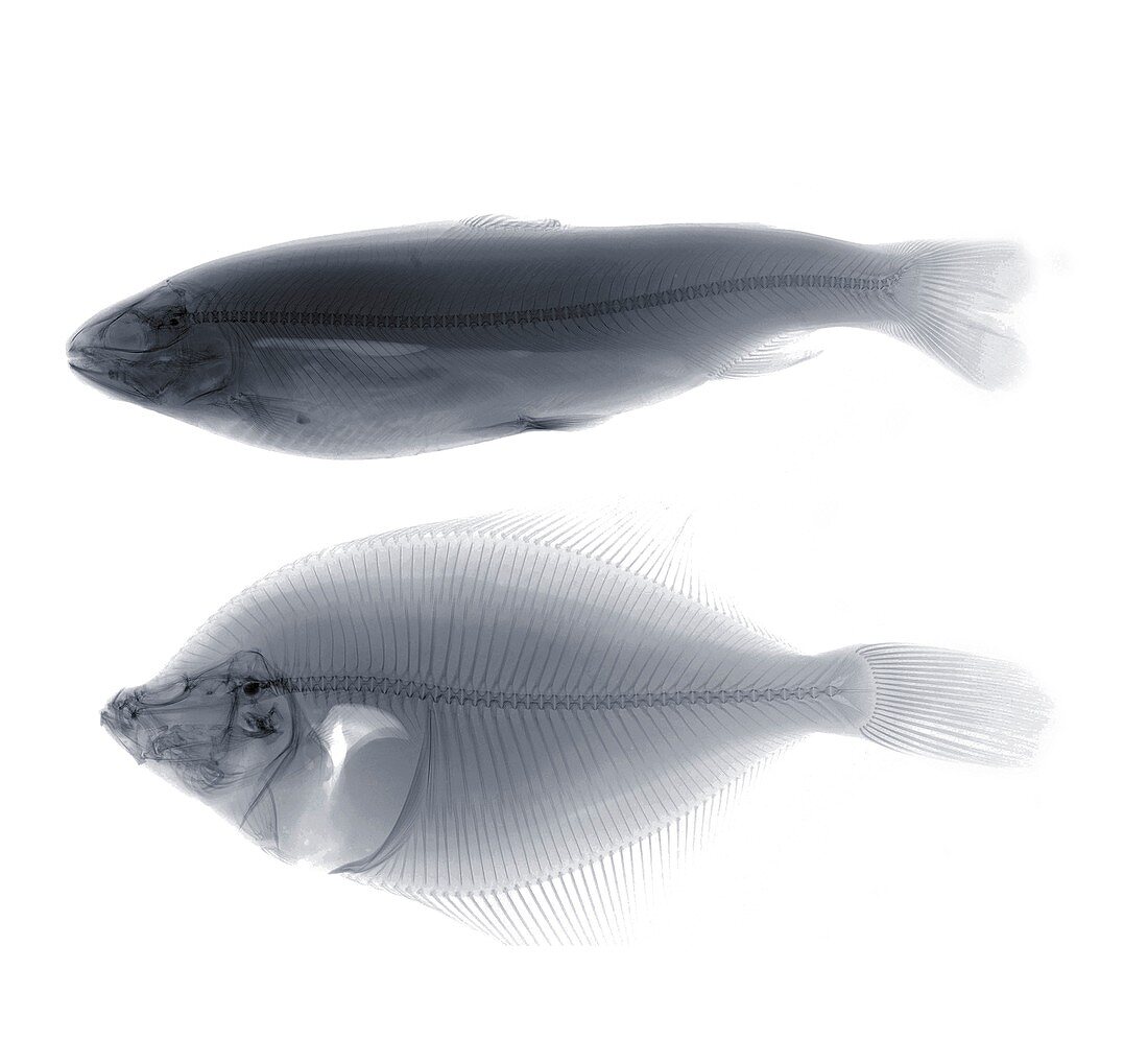 Two fish, X-ray