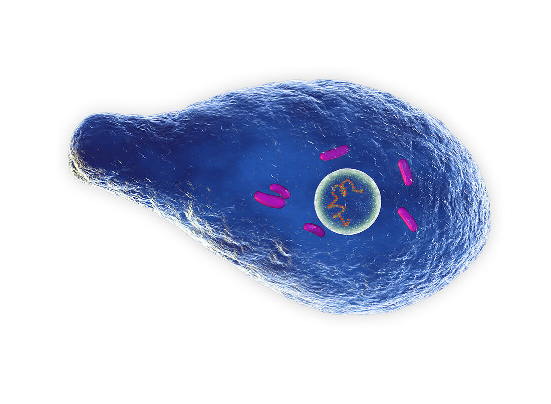 Clostridium botulinum bacterium, illustration