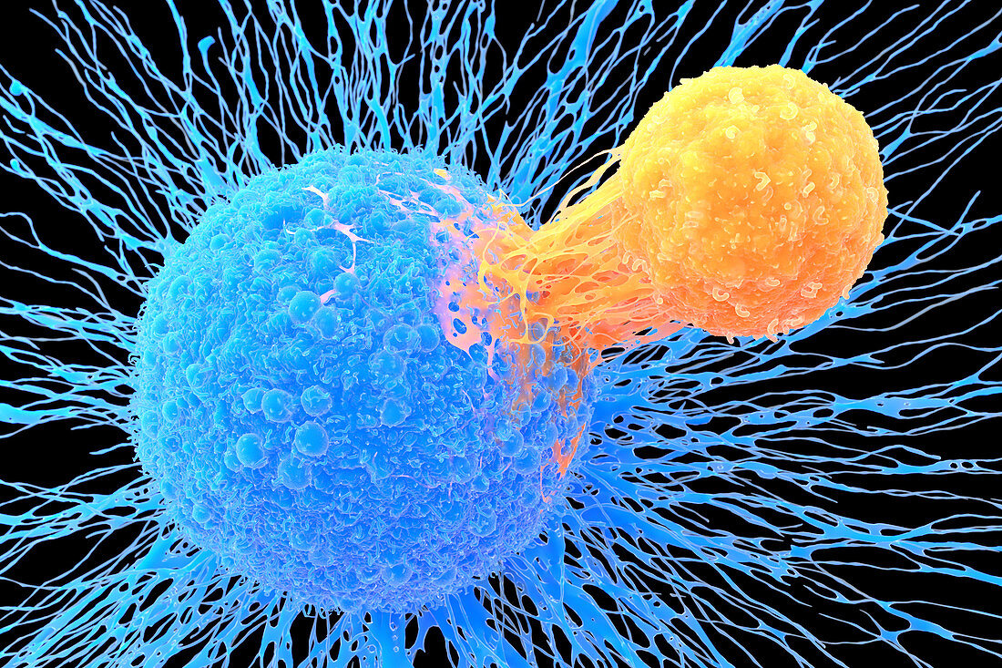 T-cell attaching to cancer cell, illustration