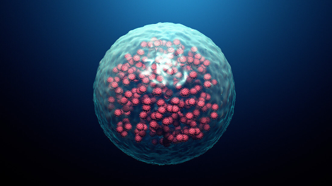 Coronavirus infected cell, illustration