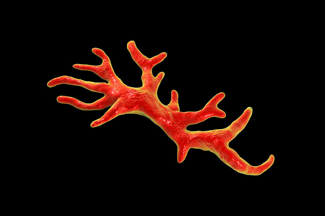 Balamuthia amoeba, illustration