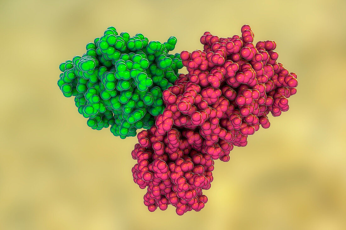 Coronavirus main protease, molecular model